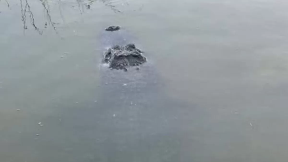 Autoridades investigan posible cocodrilo en “La Playita” de Reynosa