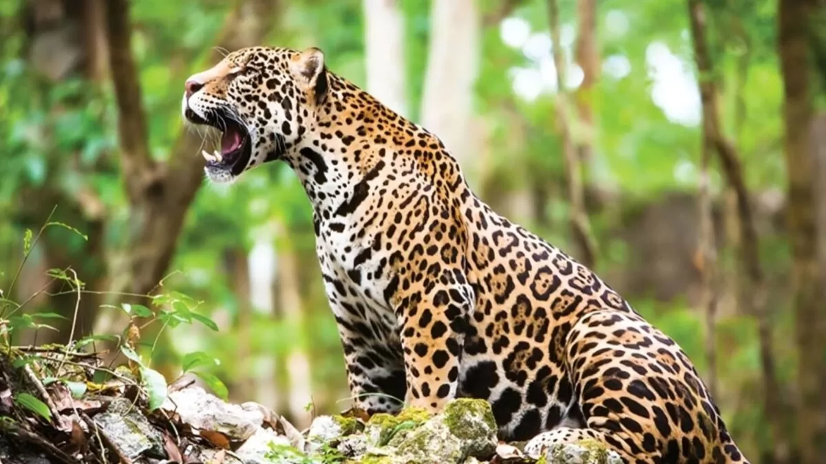 Tamaulipas activa mes de actividades para proteger al jaguar