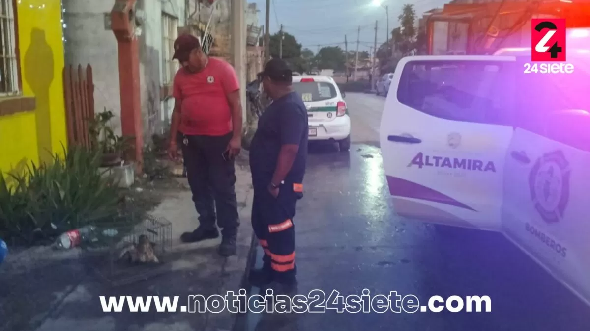 Halcón herido es rescatado por Bomberos en Altamira