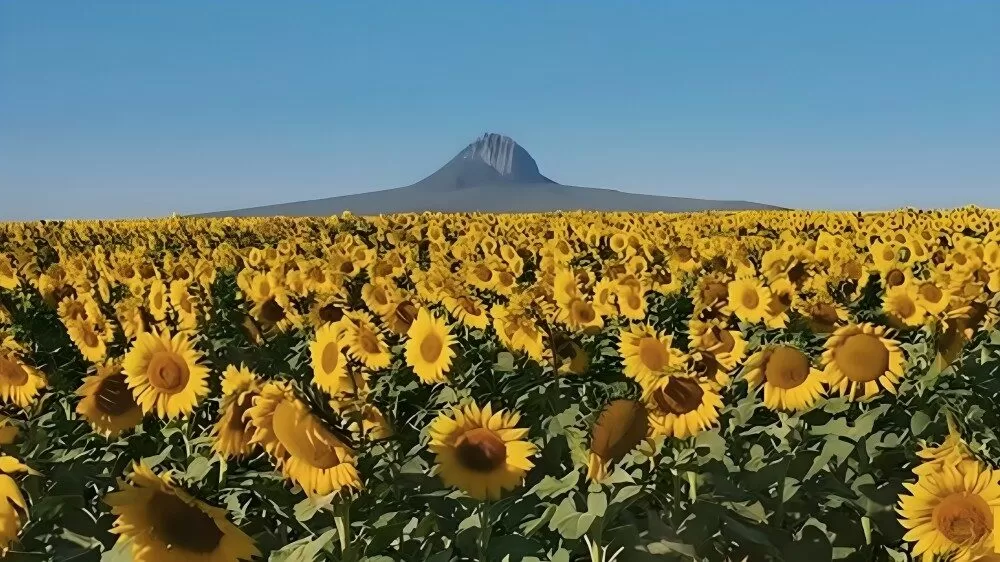 Comienza la temporada de campos de girasoles en Tamaulipas
