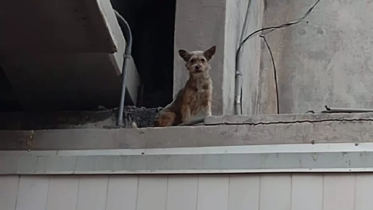 Rescatan a perrito atrapado bajo un puente en Reynosa tras cuatro días de angustia
