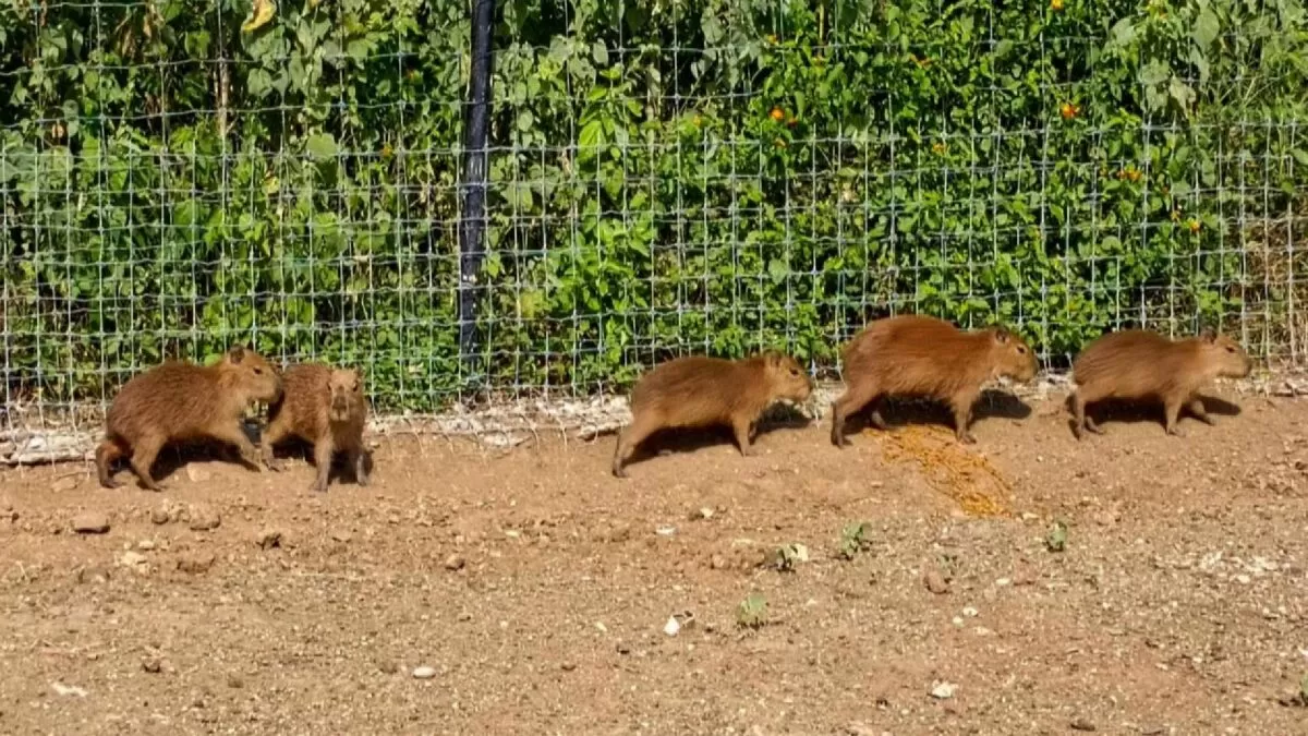 Parque Safari Altamira le da la bienvenida a sus nuevos capibaras
