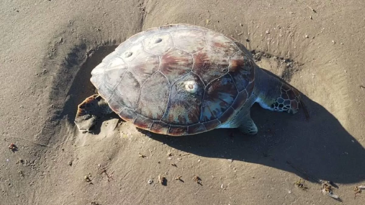 Hallan muertas 18 tortugas en costas de Playa Bagdad