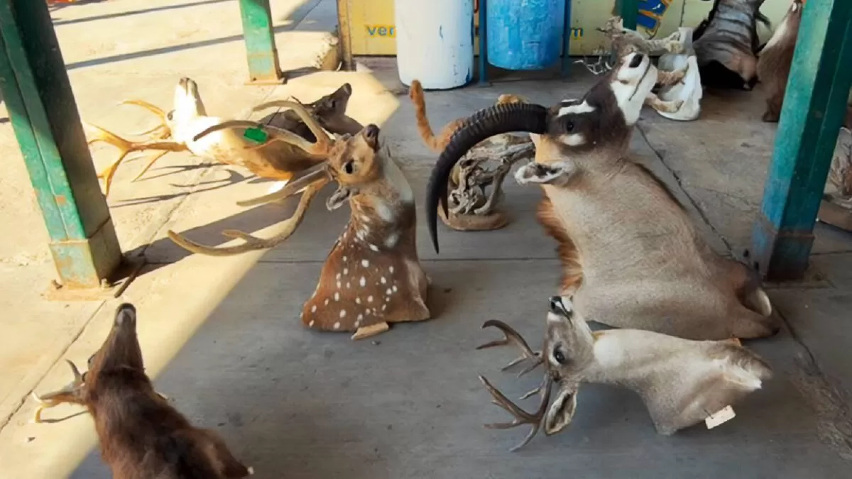 Aseguran 15 piezas ilegales de animales exóticos disecados