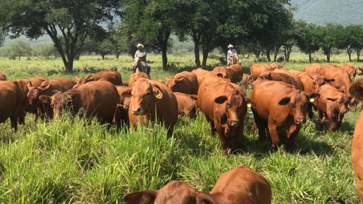 Tamaulipas se suma al Plan México con nuevo impulso ganadero