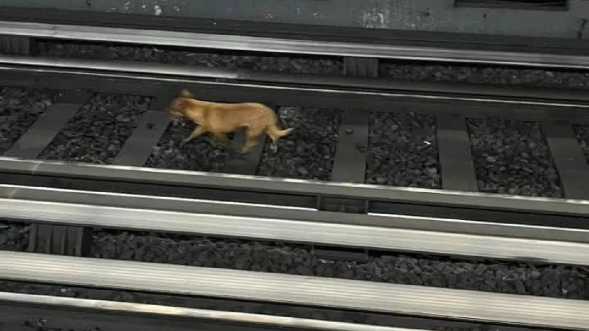 Rescate de perrito paraliza trenes en Línea 2 del Metro CDMX