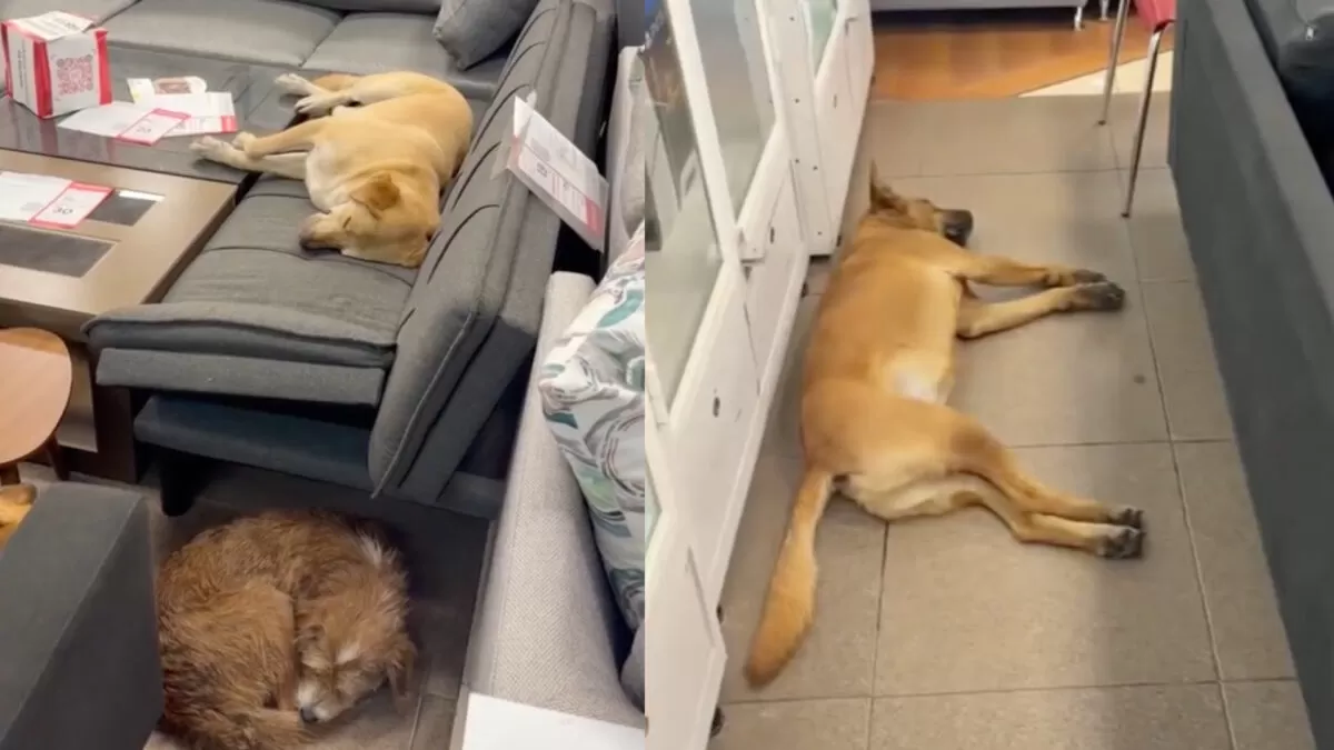 Perritos callejeros se echan una siesta en los sillones de una tienda