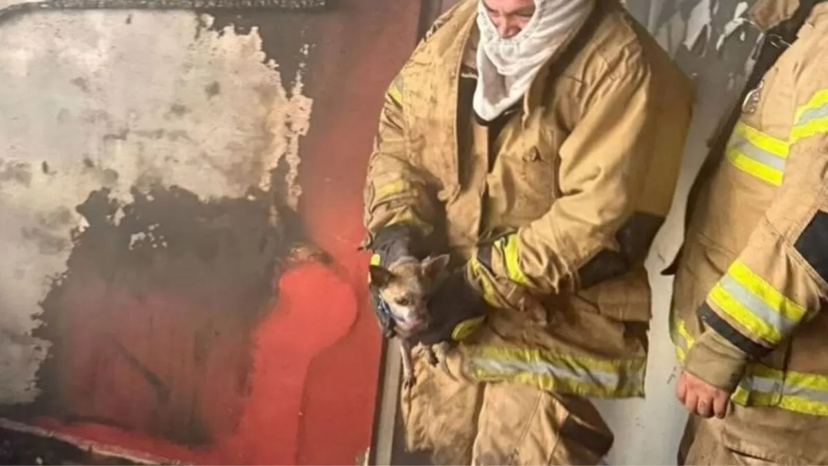 Bomberos rescatan a lomito de incendio en Tampico