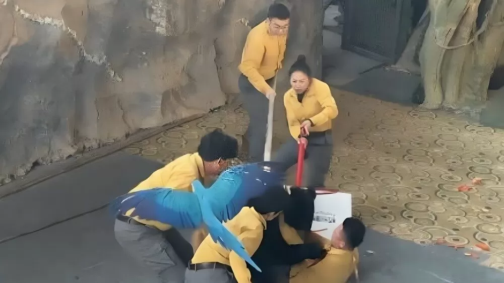 Oso ataca a su entrenador durante show en zoológico