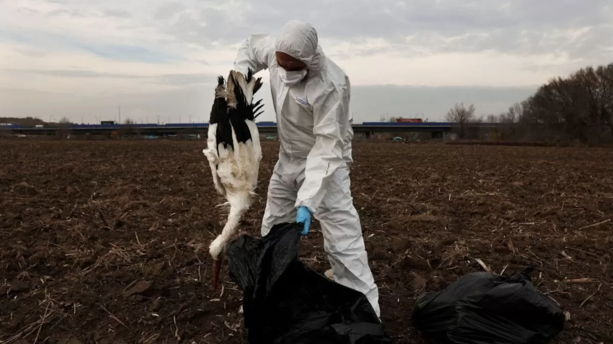 Gripe aviar mata a cientos de cigüeñas cerca de Madrid