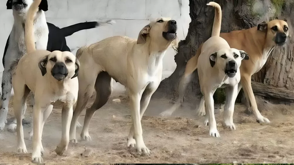 Ataque de jauría deja lesionada a menor en Nuevo Laredo