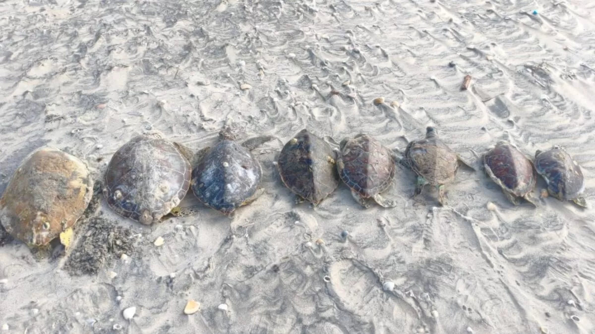Alerta ambiental por muerte masiva de tortugas en Playa Bagdad