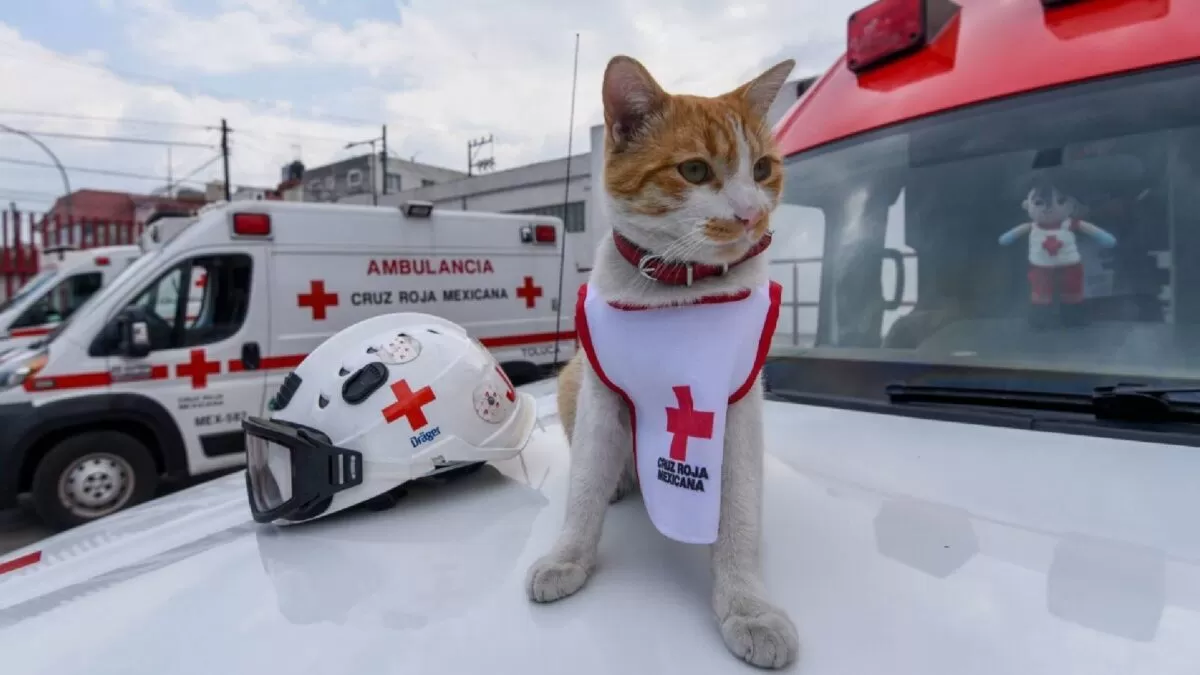 Fallece Cruzberto, gato voluntario de la Cruz Roja