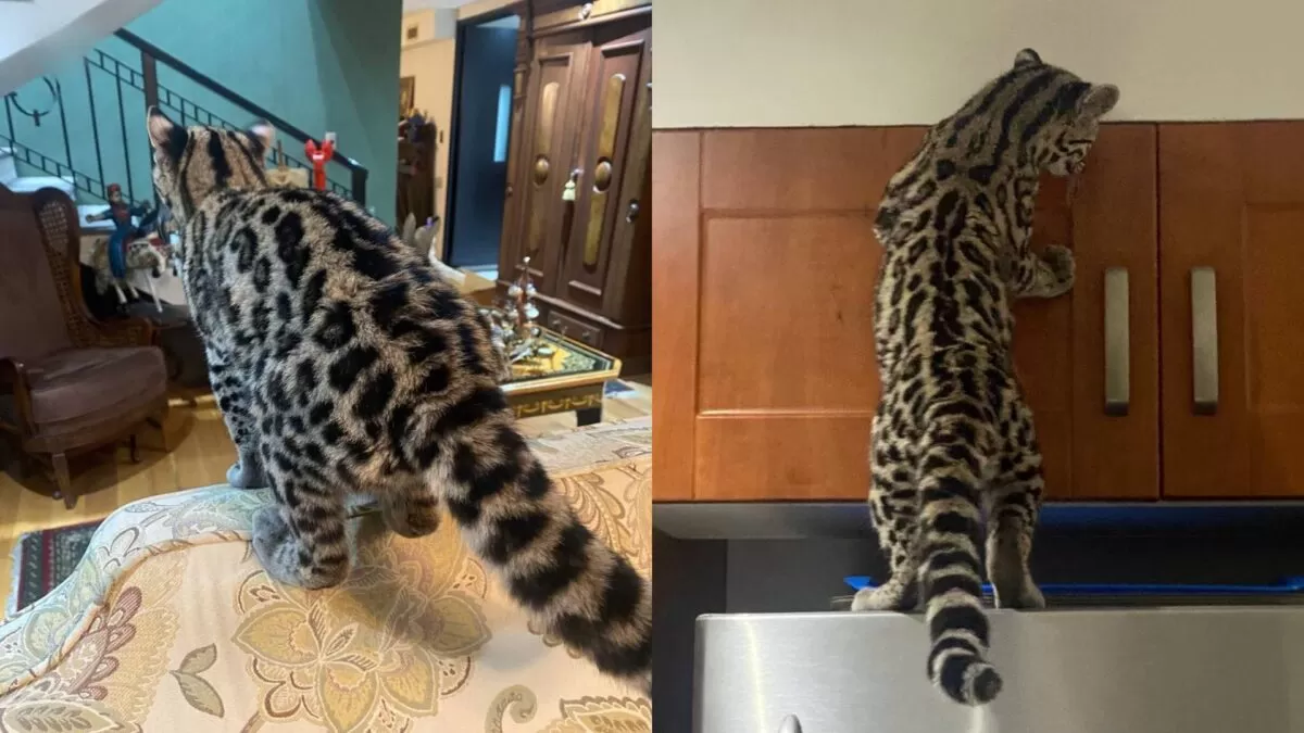 Rescatan a gato silvestre que ingresó a vivienda en CDMX