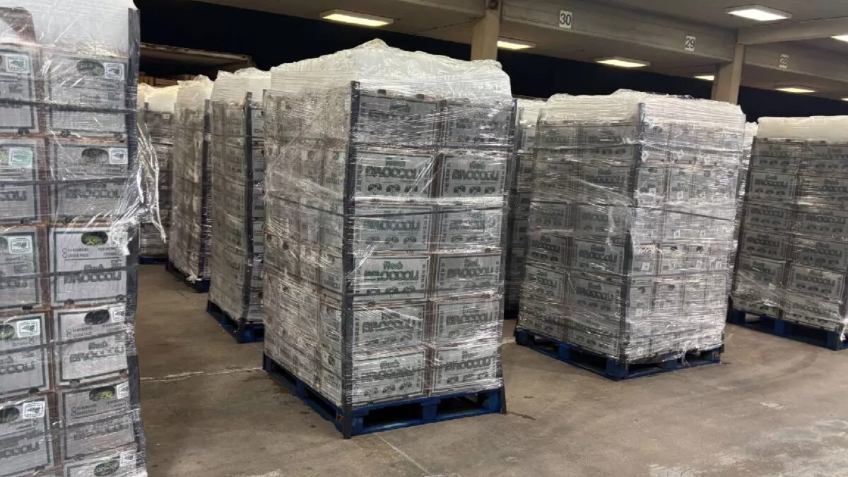 Aseguran más de 157 kilos de cocaína ocultos en cargamento de brócoli