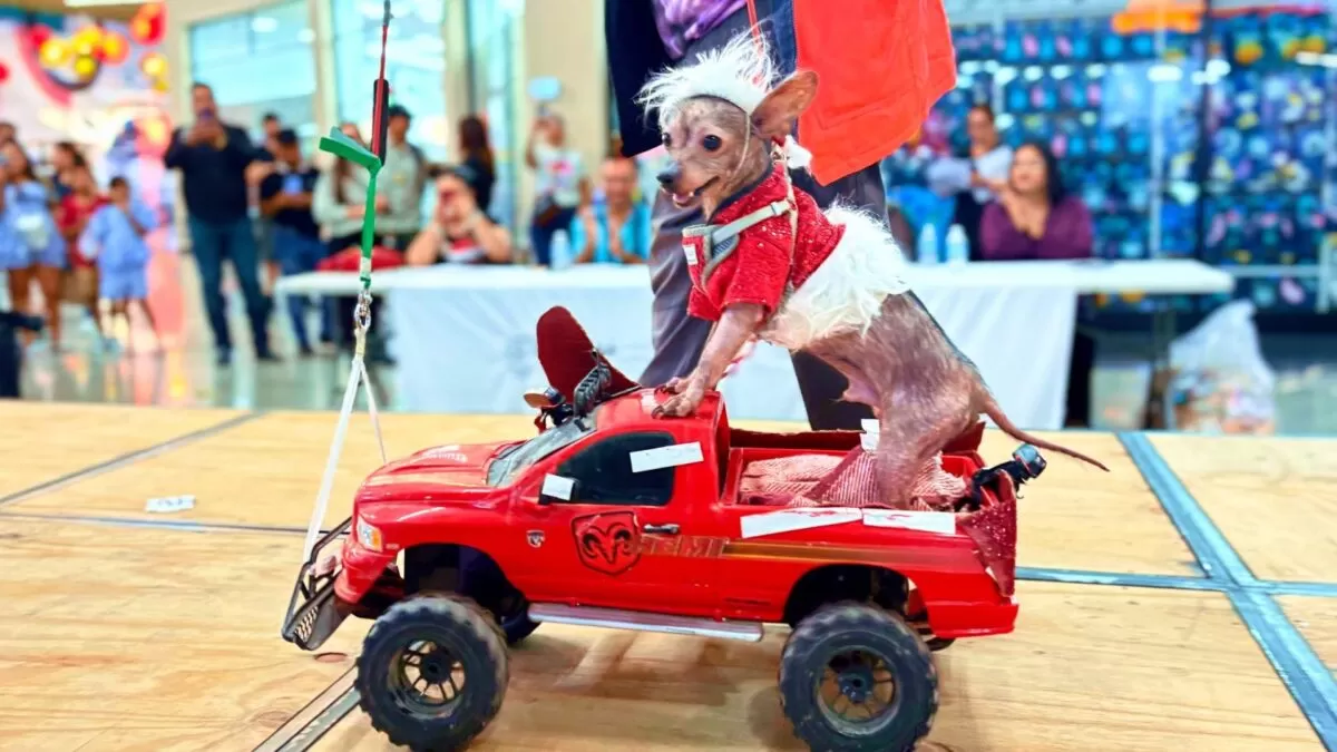 Realizan desfile navideño de mascotas con causa en Reynosa