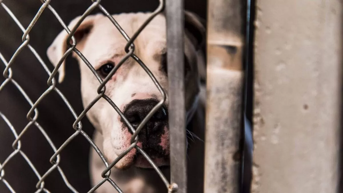 Sacrifican a “Luna”, la pitbull que mató a una bebé en Victoria