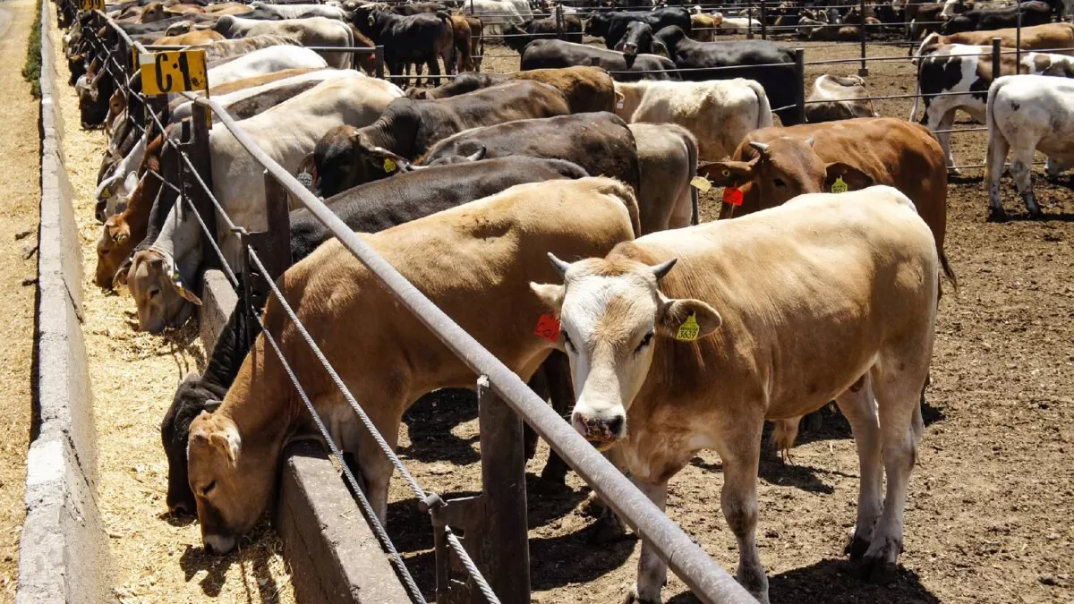 Prevén alza en carne hacia 2026 por gusano barrenador y aranceles