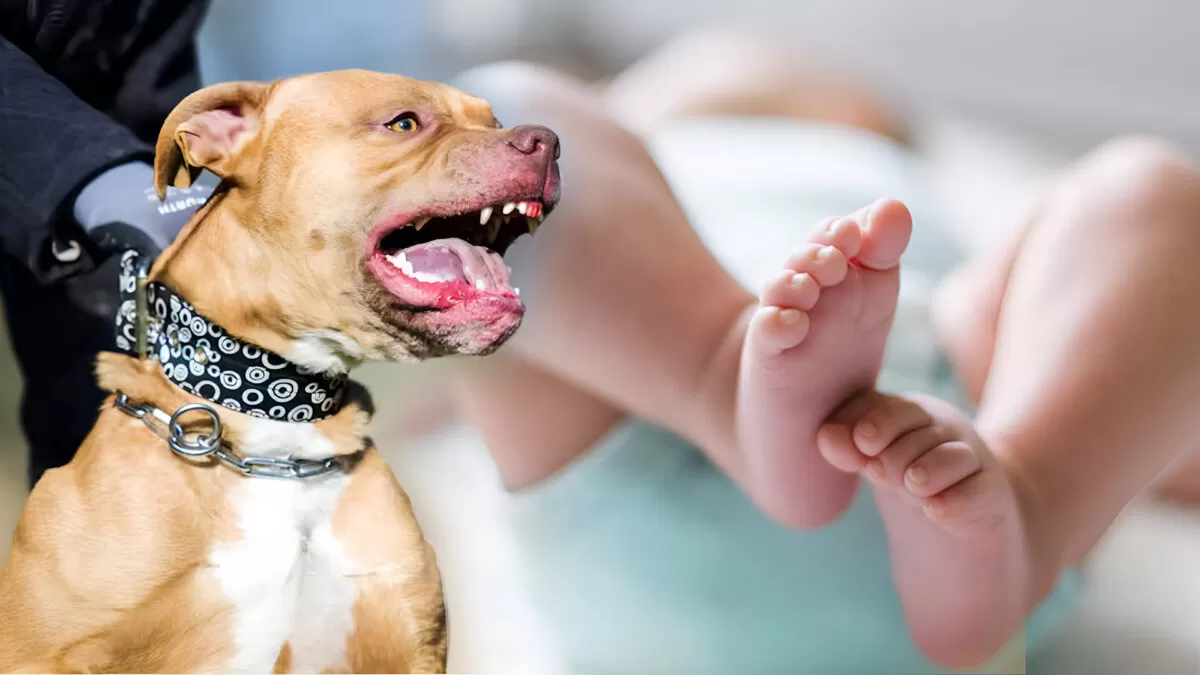 Bebé de un año muere tras ataque de perro en Ciudad Victoria