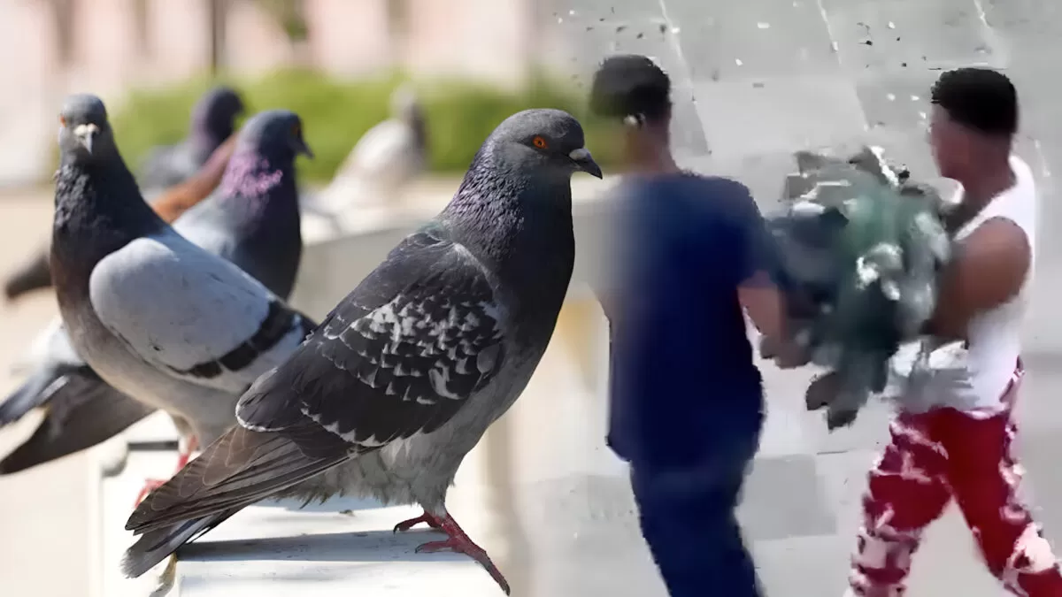 Robaban palomas para entrenarlas como mensajeras