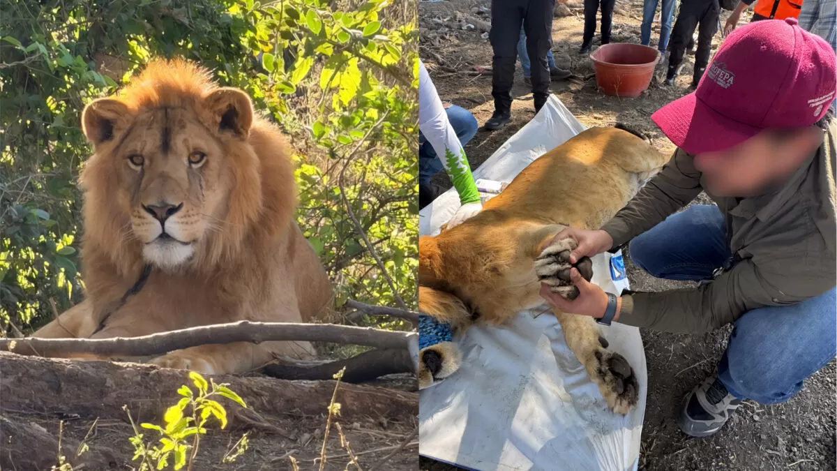Profepa rescata león hallado en campo de agave en Nayarit