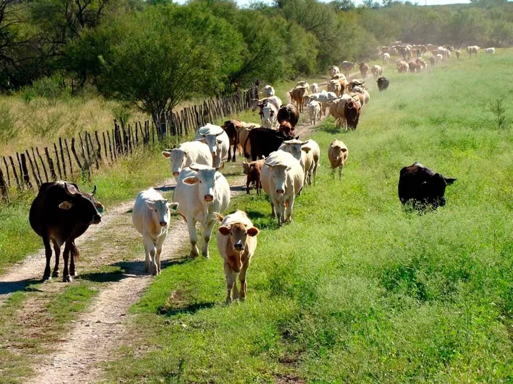 Fortalece sanidad pecuaria ante detección de Gusano Barrenador en Tamaulipas