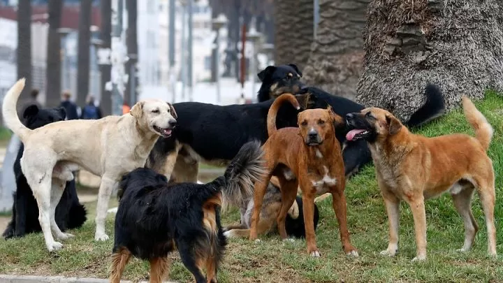 Jauría de 15 perros ataca a mujer de la tercera edad