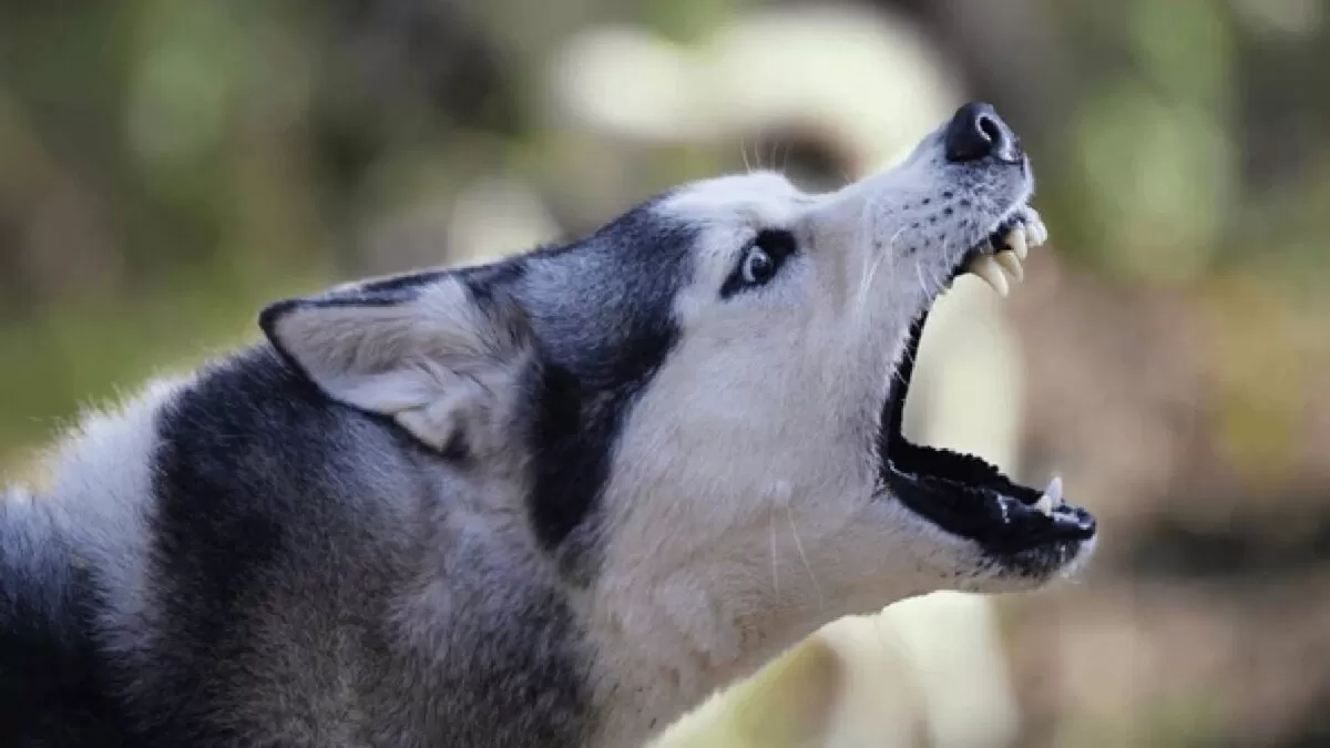 Autoridades atienden reporte de perro agresivo en Tampico