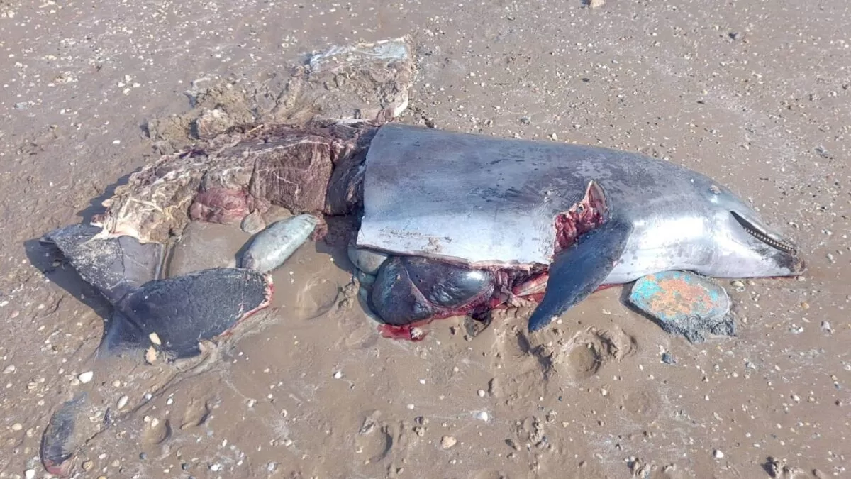 Detectan cacería de delfines en Playa Bagdad