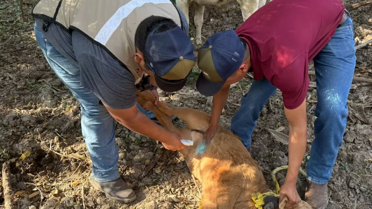 Crean cerco sanitario por gusano barrenador en Altamira