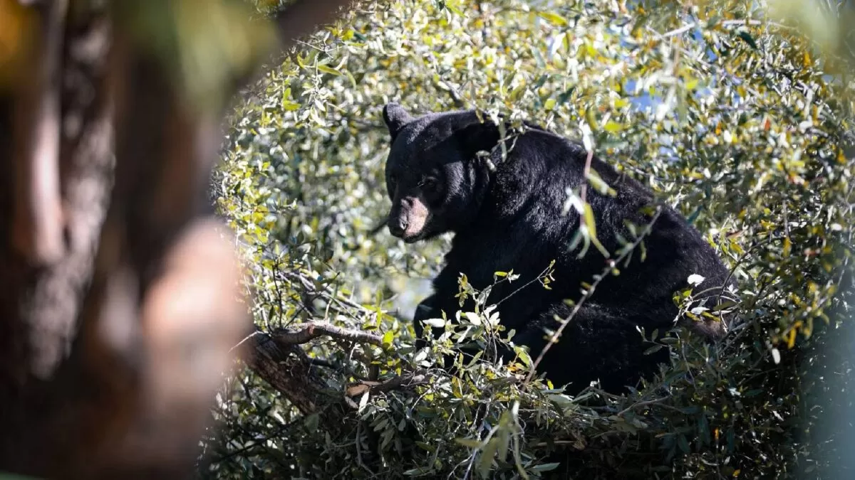 Oso arriba de un árbol sorprende a vecinos en Monterrey