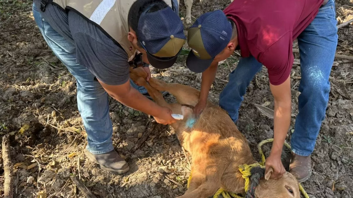 Activan alerta sanitaria por gusano barrenador en Tamaulipas