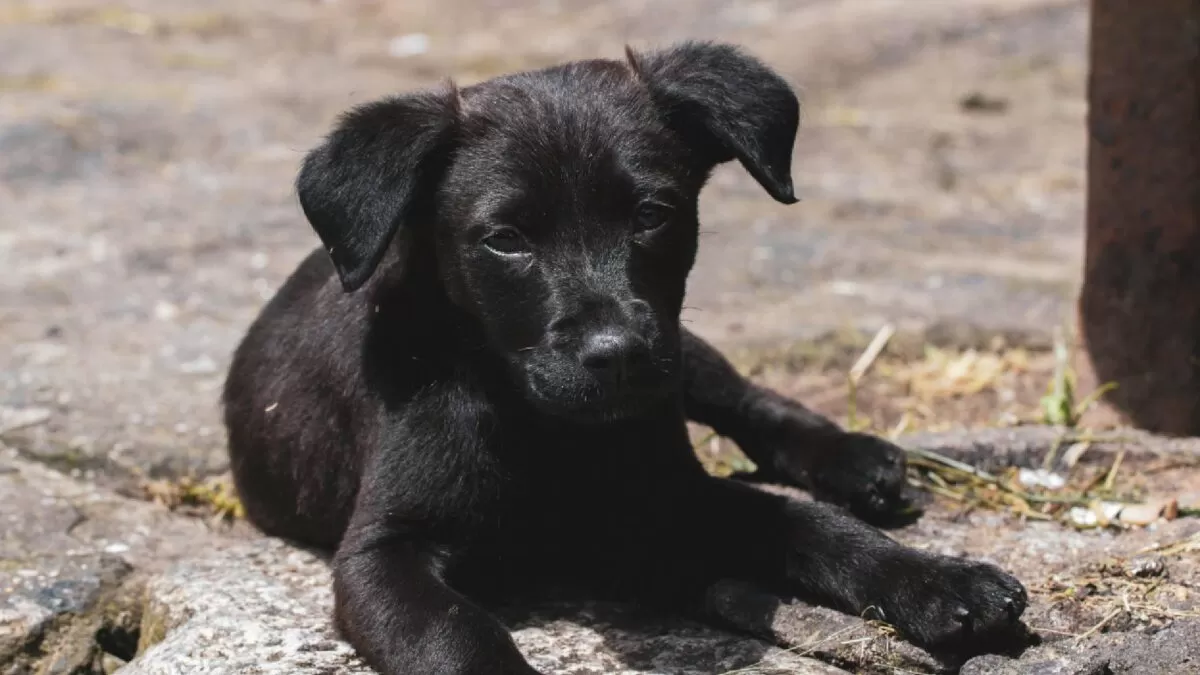 Crueldad animal: hombre es detenido por desollar a un perrito