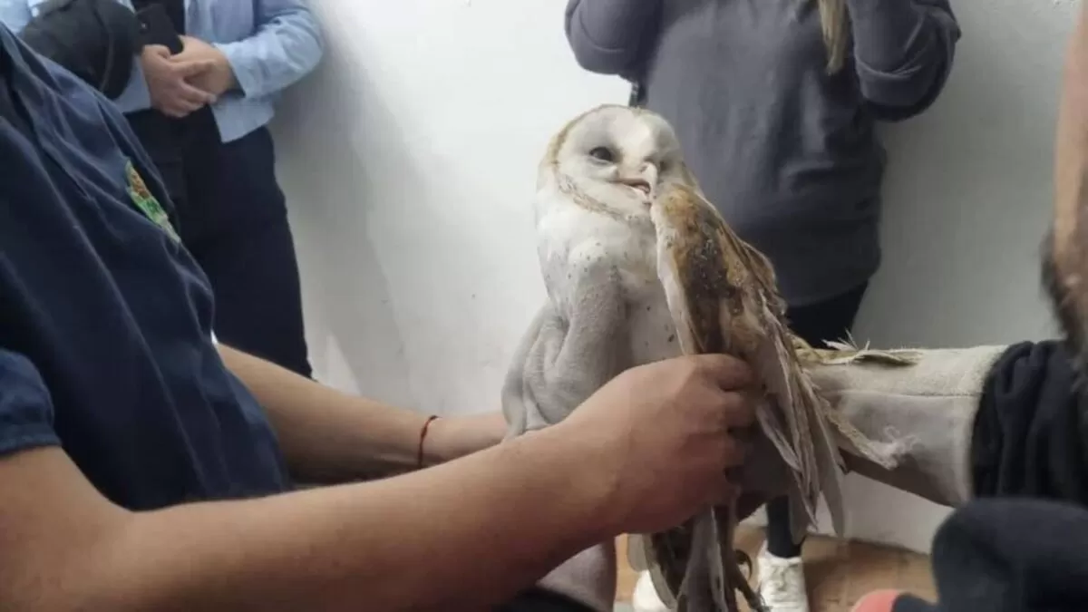Rescatan lechuza atrapada en iglesia de Ciudad Victoria