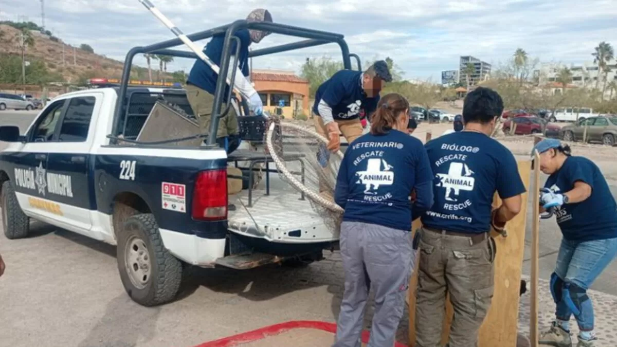 Rescatan lobo marino en Sonora tras operativo de Profepa