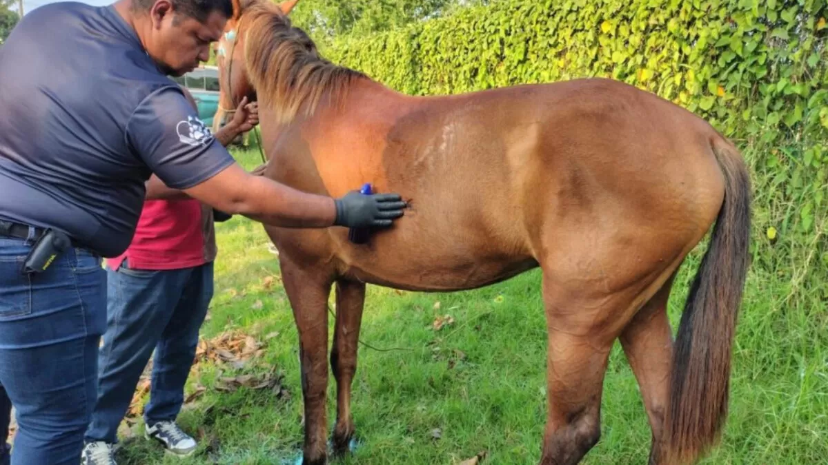 Mónica Villarreal Anaya refuerza acciones de salud animal en Tampico
