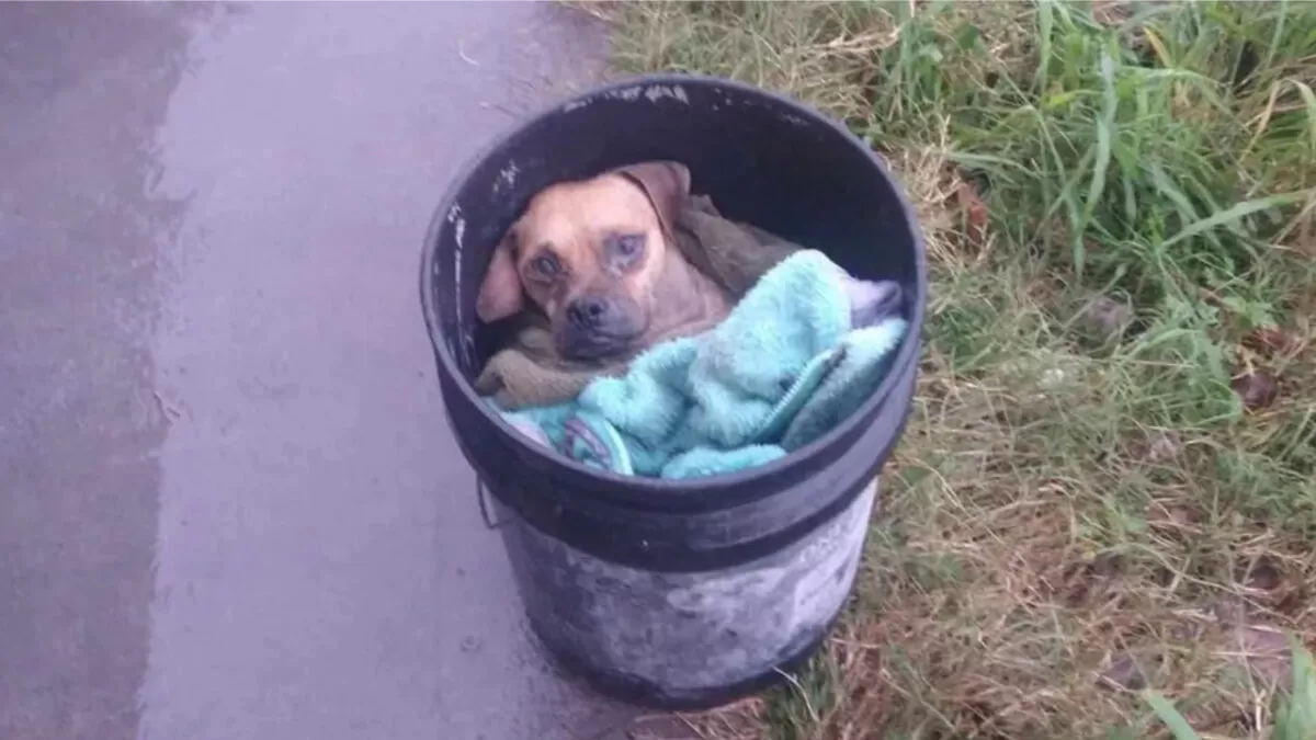 Rescatan a perrito enfermo abandonado dentro de una cubeta