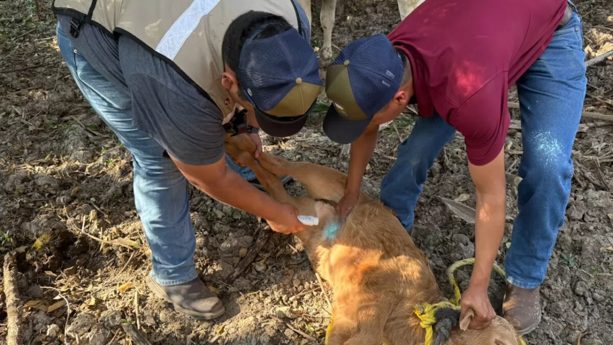 Confirman primer caso de Gusano Barrenador en Tamaulipas