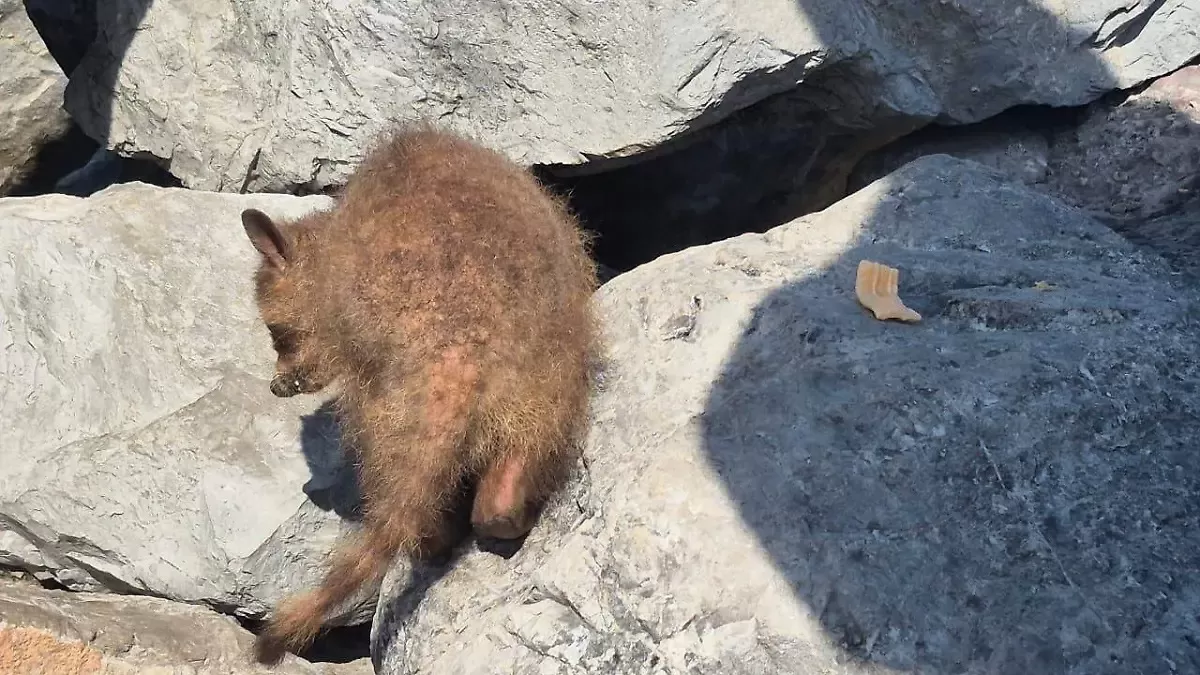 Mapaches de Playa Miramar reciben atención veterinaria por afectaciones en la piel