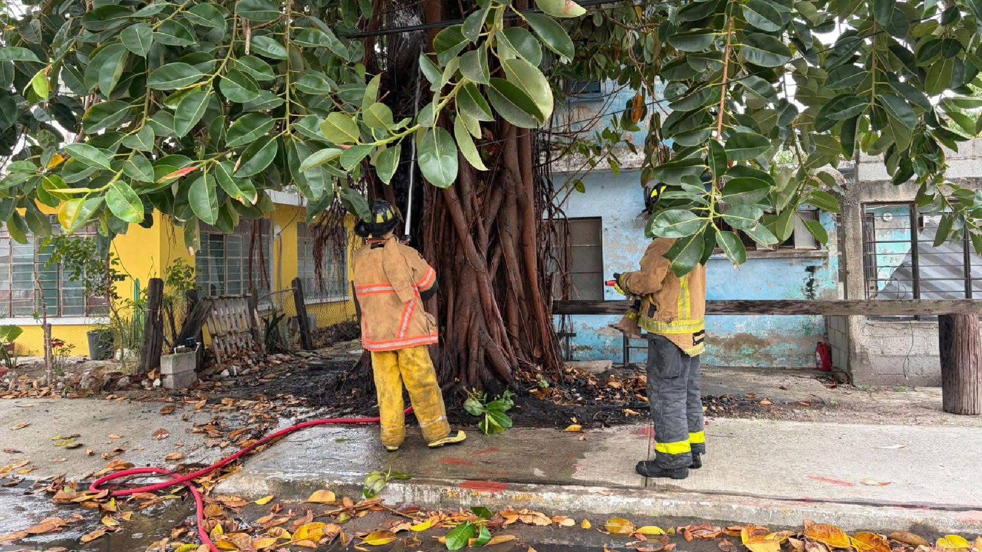 Joven evita incendio de enorme árbol en Ciudad Madero