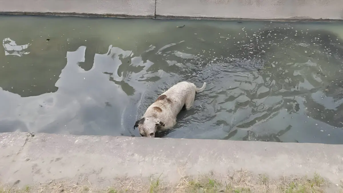 Rescatan a perrito ciego atrapado en canal de Tampico