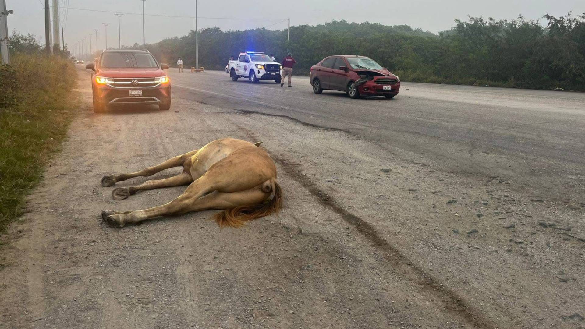 Auto embiste y mata a caballo en Altamira
