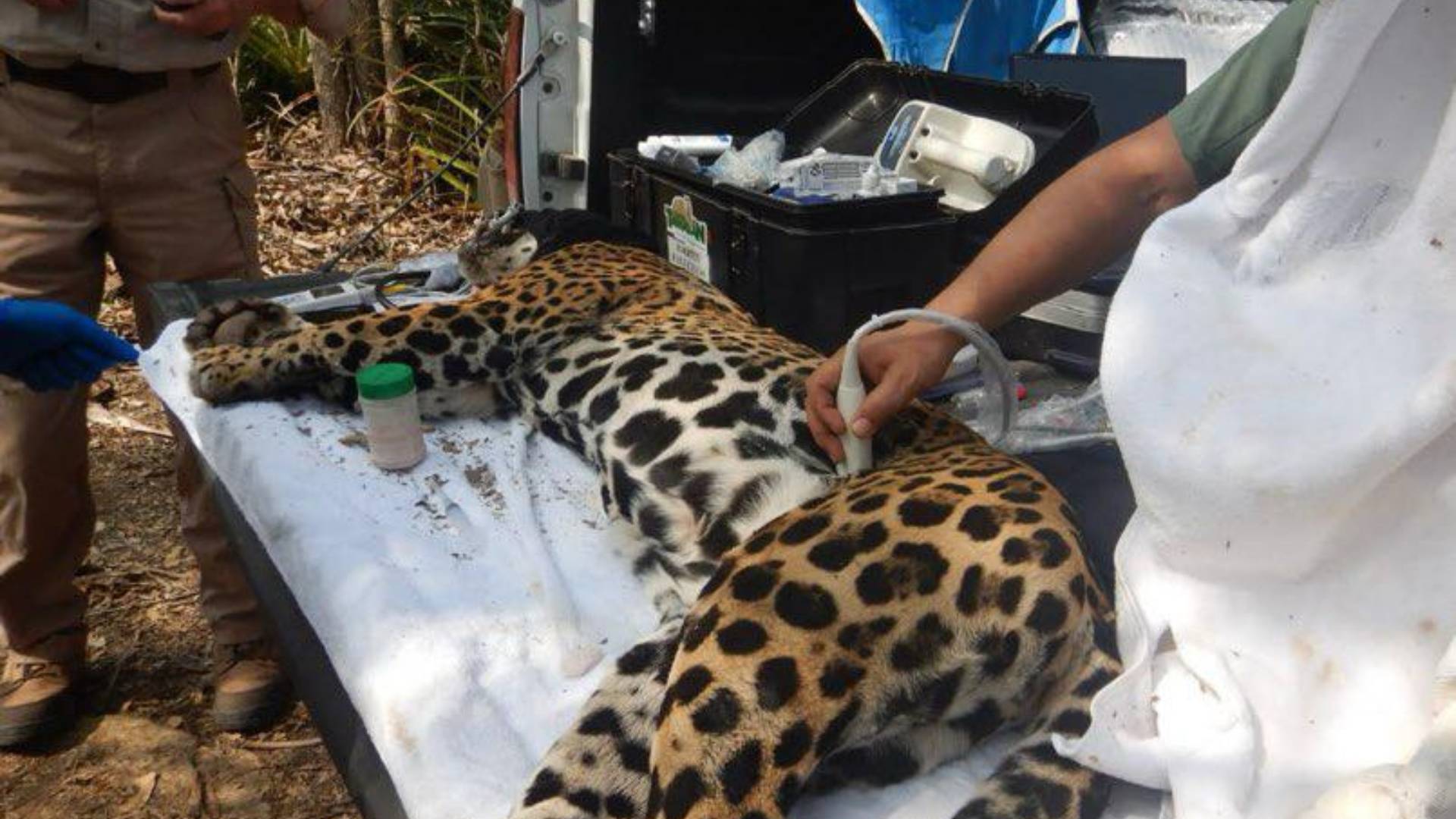 Rescatan y liberan a jaguar “Adelita” en Llera, Tamaulipas