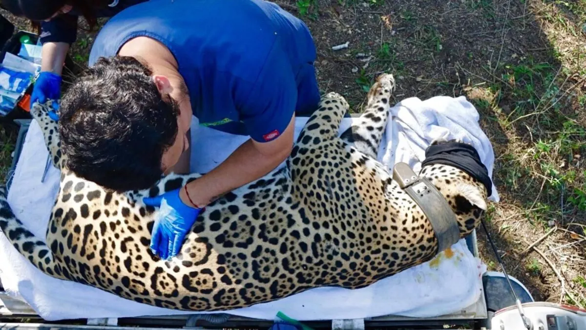 Rescatan y liberan a jaguar en Gómez Farías