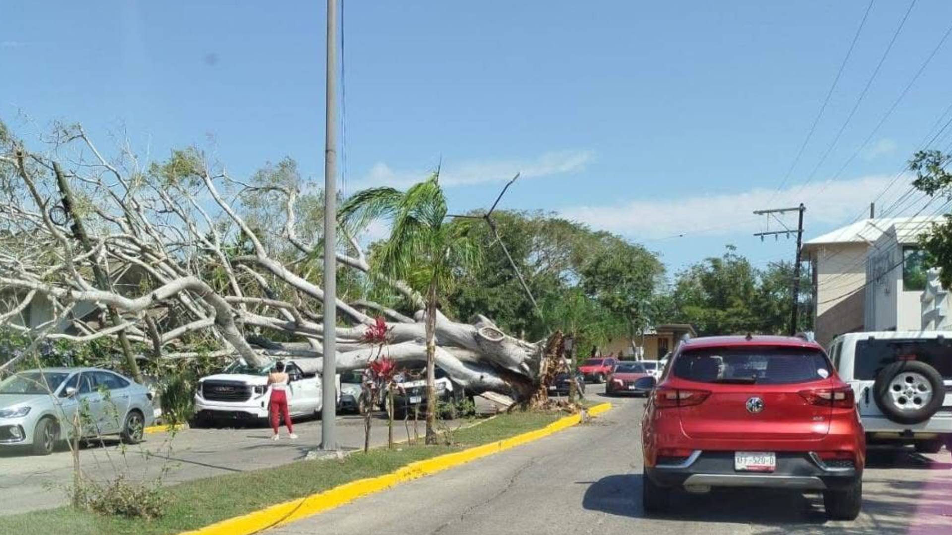 Vientos derriban enorme árbol y bloquean avenida en Tampico