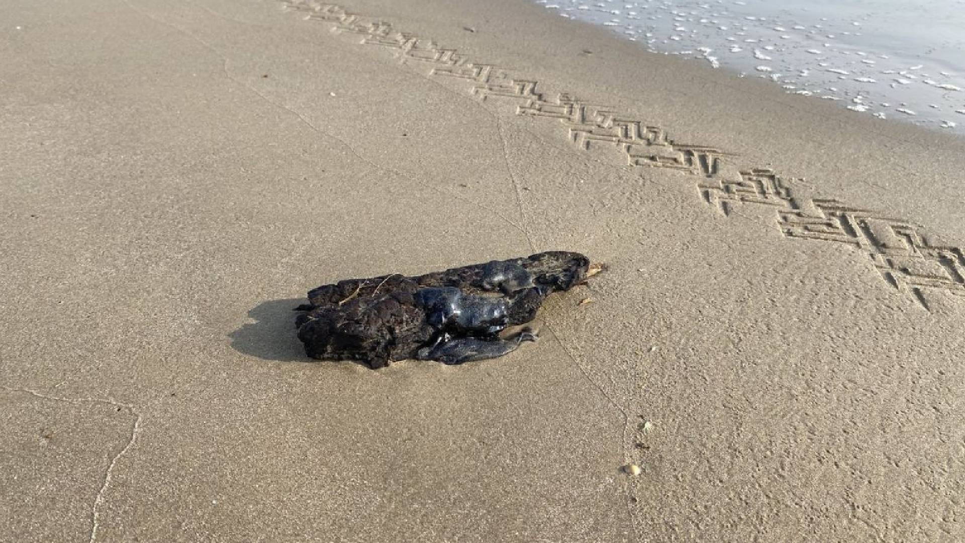 Detectan hidrocarburo en Tamaulipas tras derrame en Tabasco