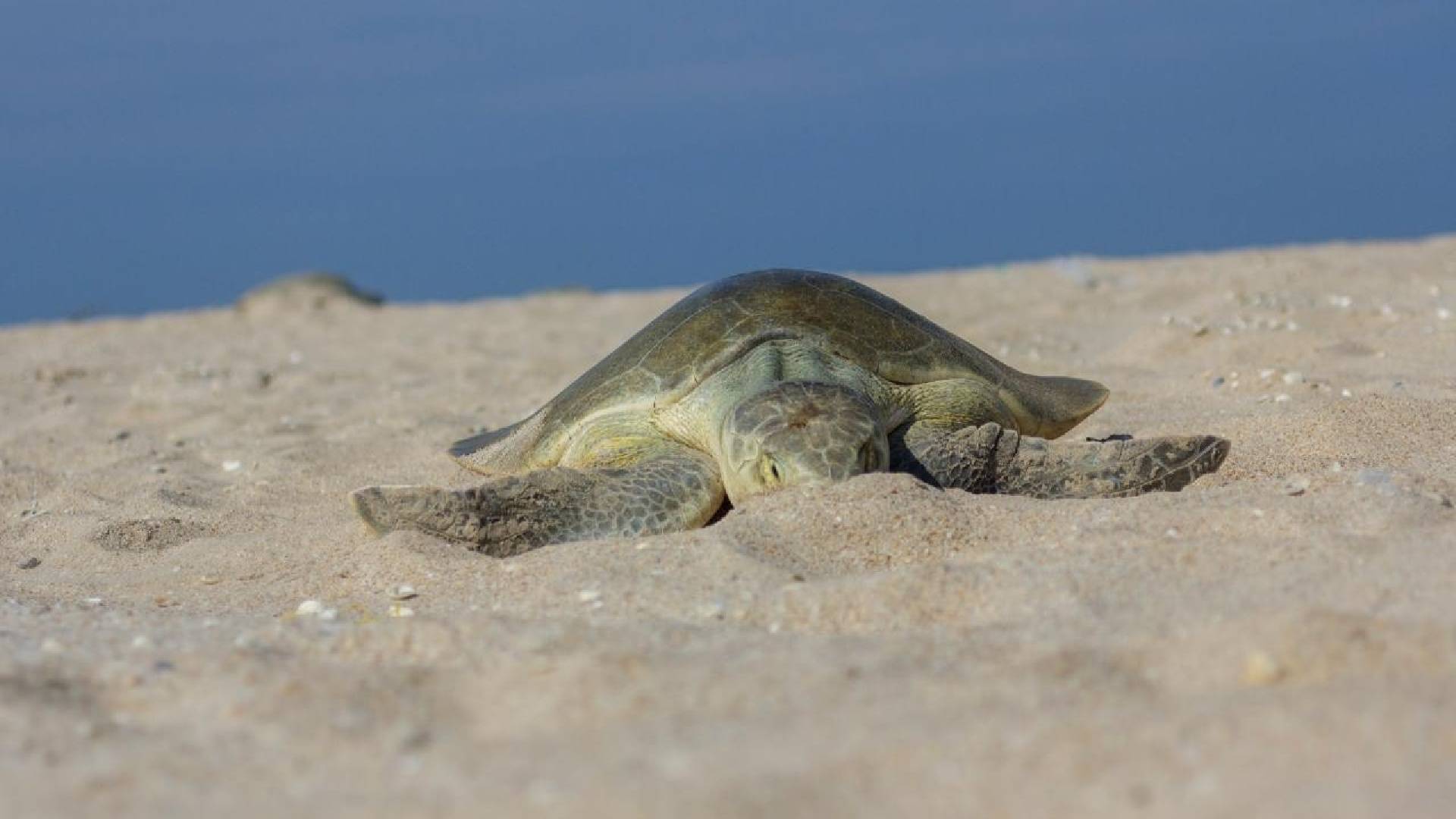 Tamaulipas registra primera anidación de tortuga lora en 2026
