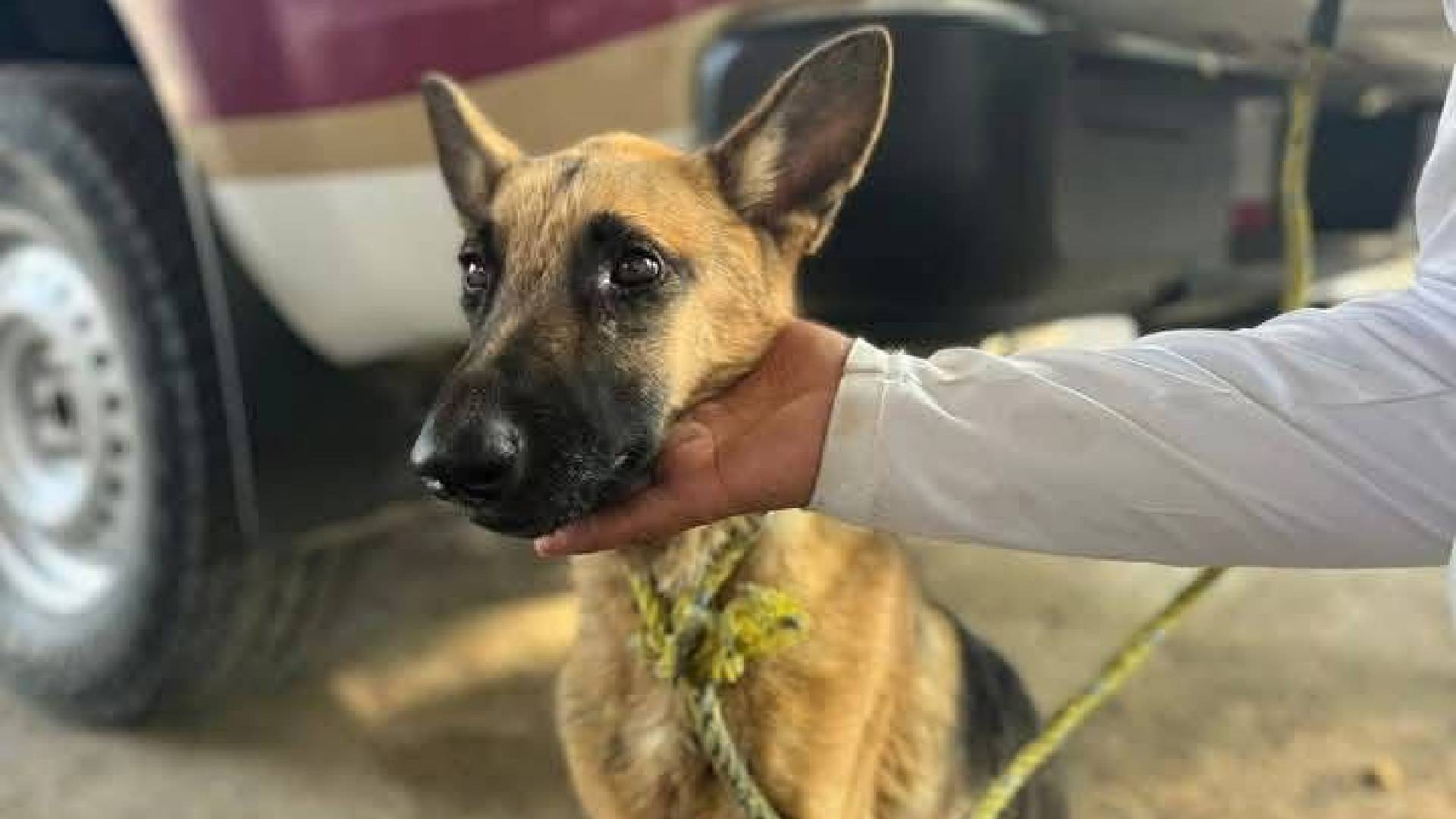 Bomberos rescatan a perrito atrapado en canal de Altamira