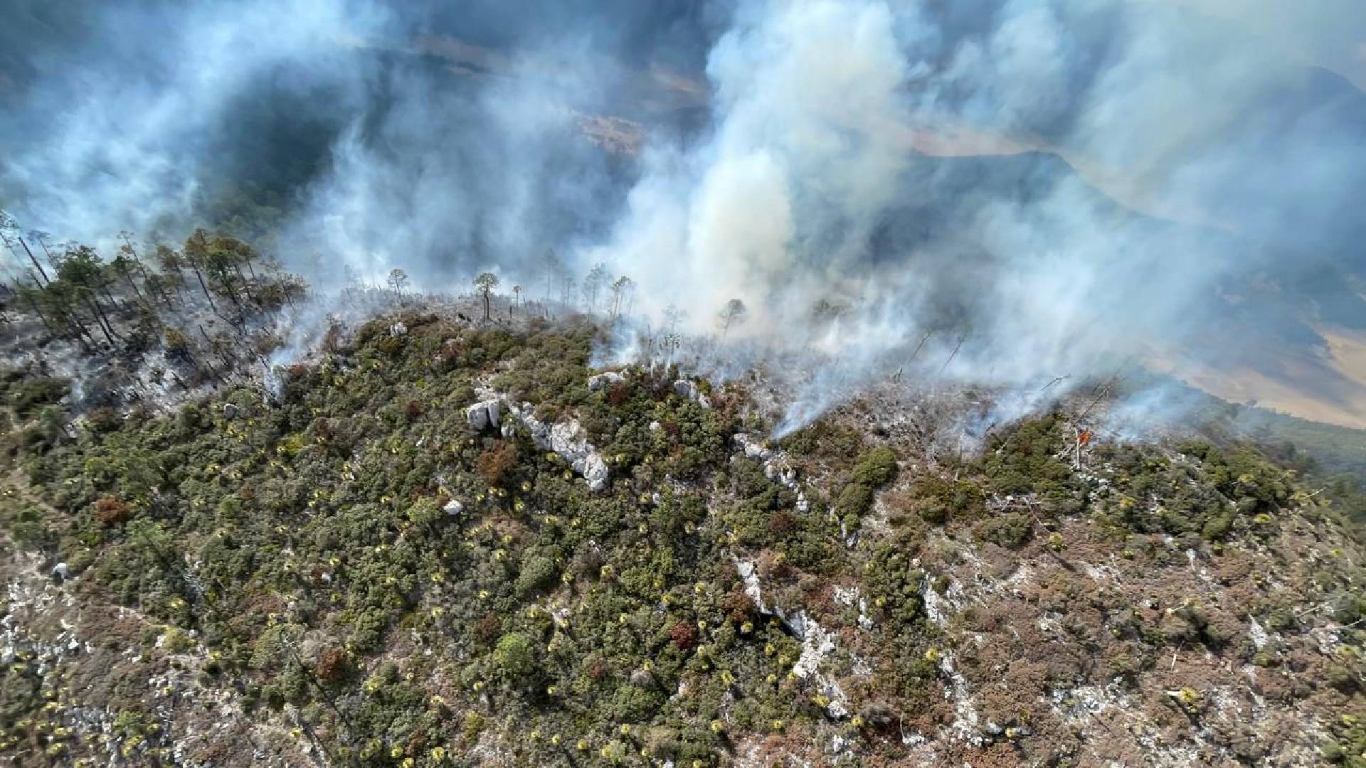 Controlan al 70 % incendio forestal en Miquihuana