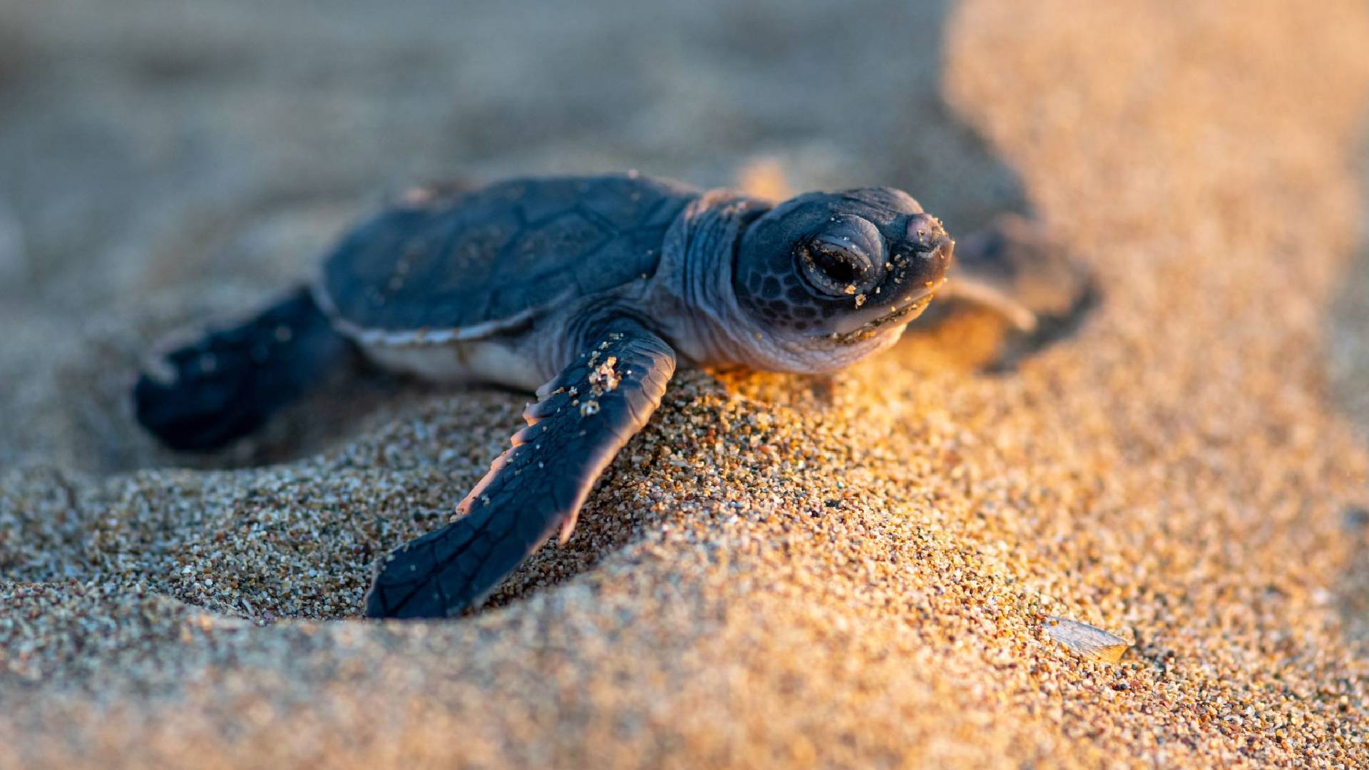 Arranca anidación de tortuga lora en Tamaulipas